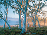 Forests Alive conservation project: Navarre Snowgums (photo Rob Blaker)