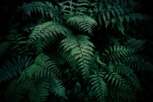 Green tree ferns