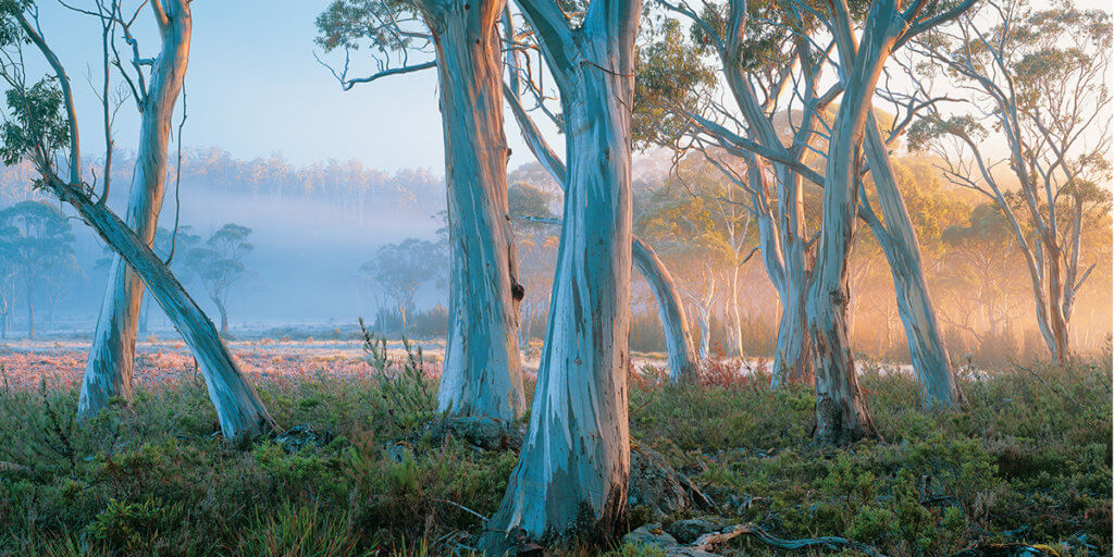 Tasmanian certified carbon credits, Forests Alive (photo: Rob Blaker). Carbon credits project in Australia: Forests Alive (photo: Rob Blaker)