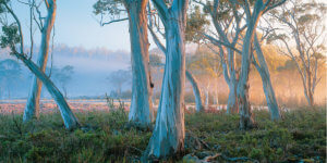 Carbon credits project in Australia: Forests Alive (photo: Rob Blaker)
