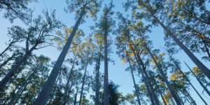 Trees and reforestation. Carbon offsetting services include a range of certified carbon credit projects.
