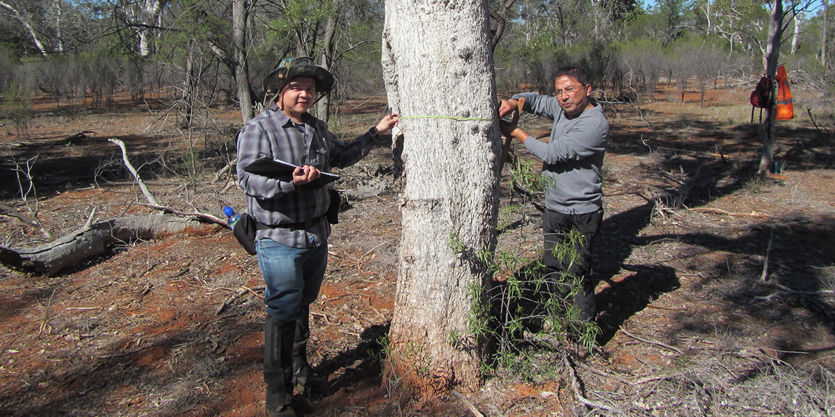 Pangolin Associates Forestry Project NSW. Auditors in field.
