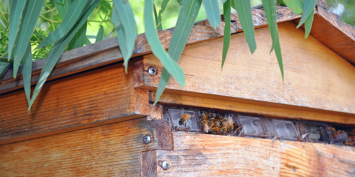 image: Corinda State High School, Queensland, Bee Hive