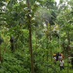 Rainforest. Carbon credit project WithOneSeed, Timor-Leste.