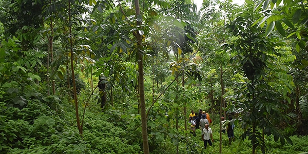 Rainforest. Carbon credit project WithOneSeed, Timor-Leste.