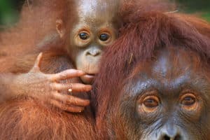 Orangutans: carbon offsetting project: Rimba Raya Biodiversity Reserve, Borneo (Indonesia).