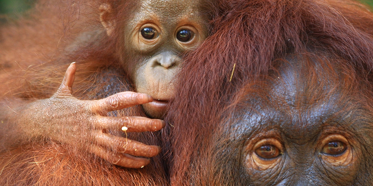 Orangutans. Carbon offsetting project: Borneo (Indonesia): Rimba Raya Biodiversity Reserve.