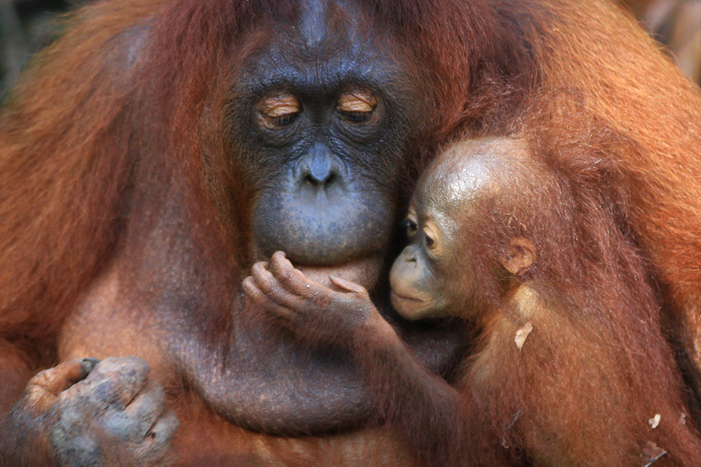 Photo: orangutans. Carbon offsetting project: Borneo (Indonesia): Rimba Raya Biodiversity Reserve.
