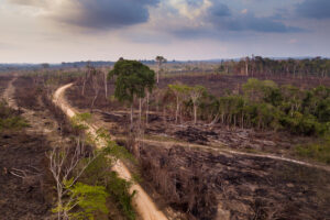 Photo: Devasted landscape. Pangolin Associates services: Task Force on Climate-Related Financial Disclosures.