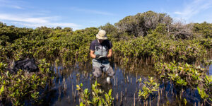 Photo: Scientist measuring carbon sequestration in mangroves