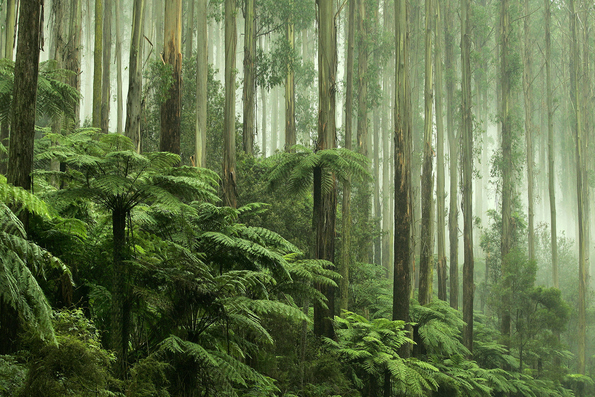 Photo: Pangolin Associates: Climate Change Services Consultancy - VIC Australia, trees