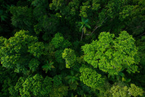 Photo: Pangolin Associates: Climate Change Services Consultancy - trees