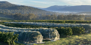 Yarra Valley Cherries: sustainable and carbon neutral certified 