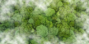 Photo: rainforest ecosystem. Pangolin Associates carbon management and offsetting services.