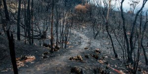 Photo: Australian bushfire aftermath. Pangolin Associates climate change services.